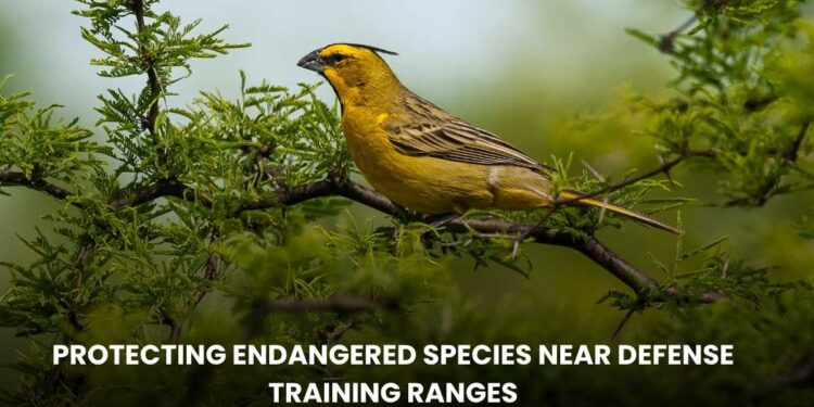 Protecting Endangered Species Near Defense Training Ranges: Balancing Conservation and National Security